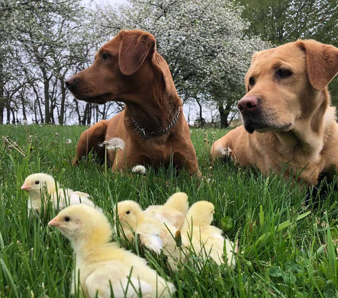 Head On Over To HEAL Farms Made In PGH