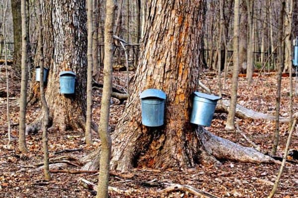 Maple Sugar Festival @ Boyce Park