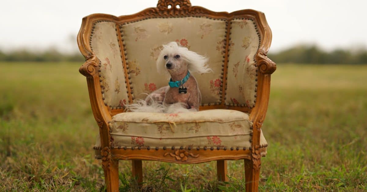 You Love Your Fur Baby - a Mr Baby S Interview - Made In PGH