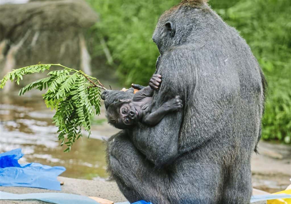 Zoo_PittsburghPostGazette_zoophoto