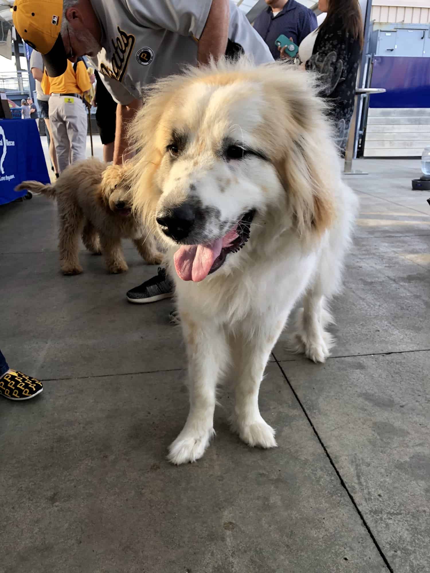 Pup Ball Game