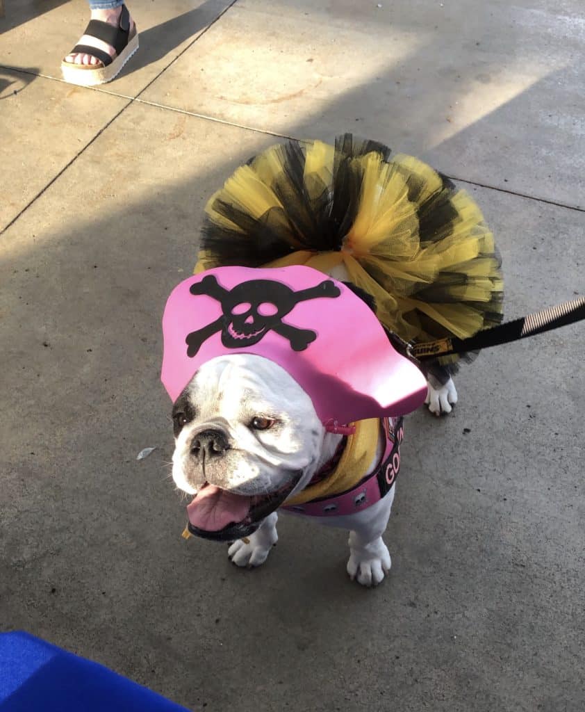 Pup Ball Game