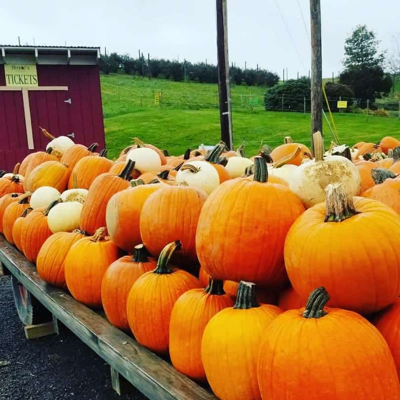 8 Fall Festivals Happening at Local Farms Made In PGH