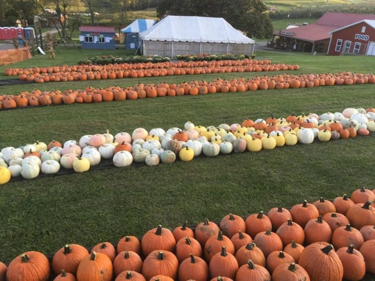 8 Fall Festivals Happening At Local Farms - Made In PGH