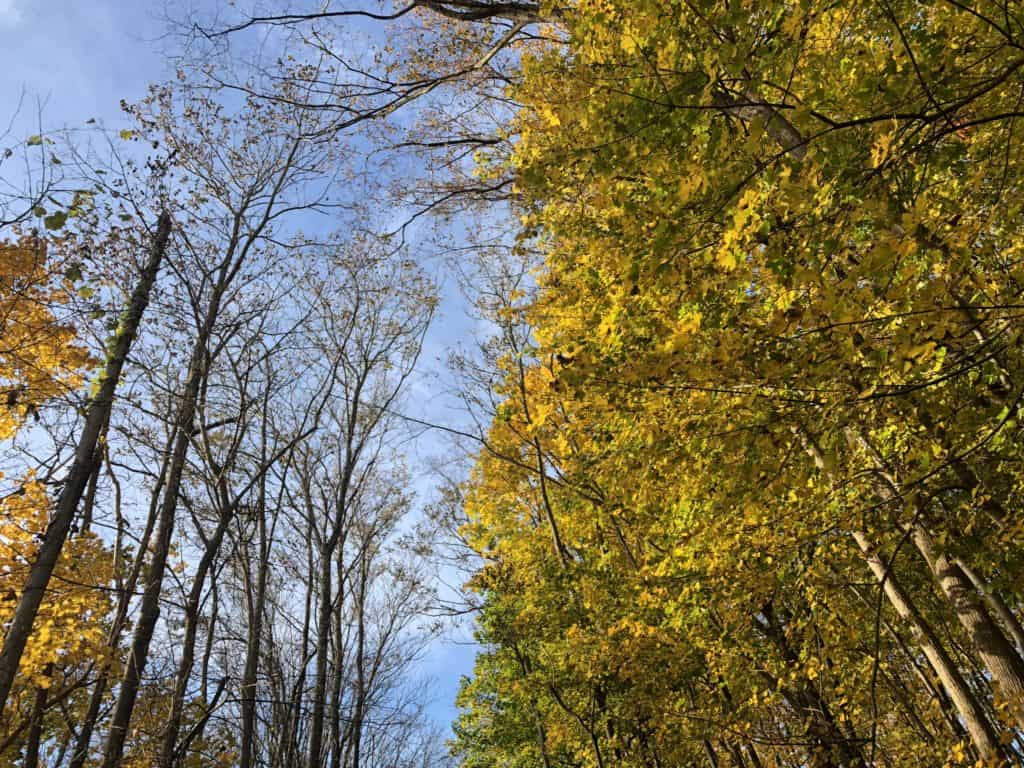 Fall Foliage Pittsburgh
