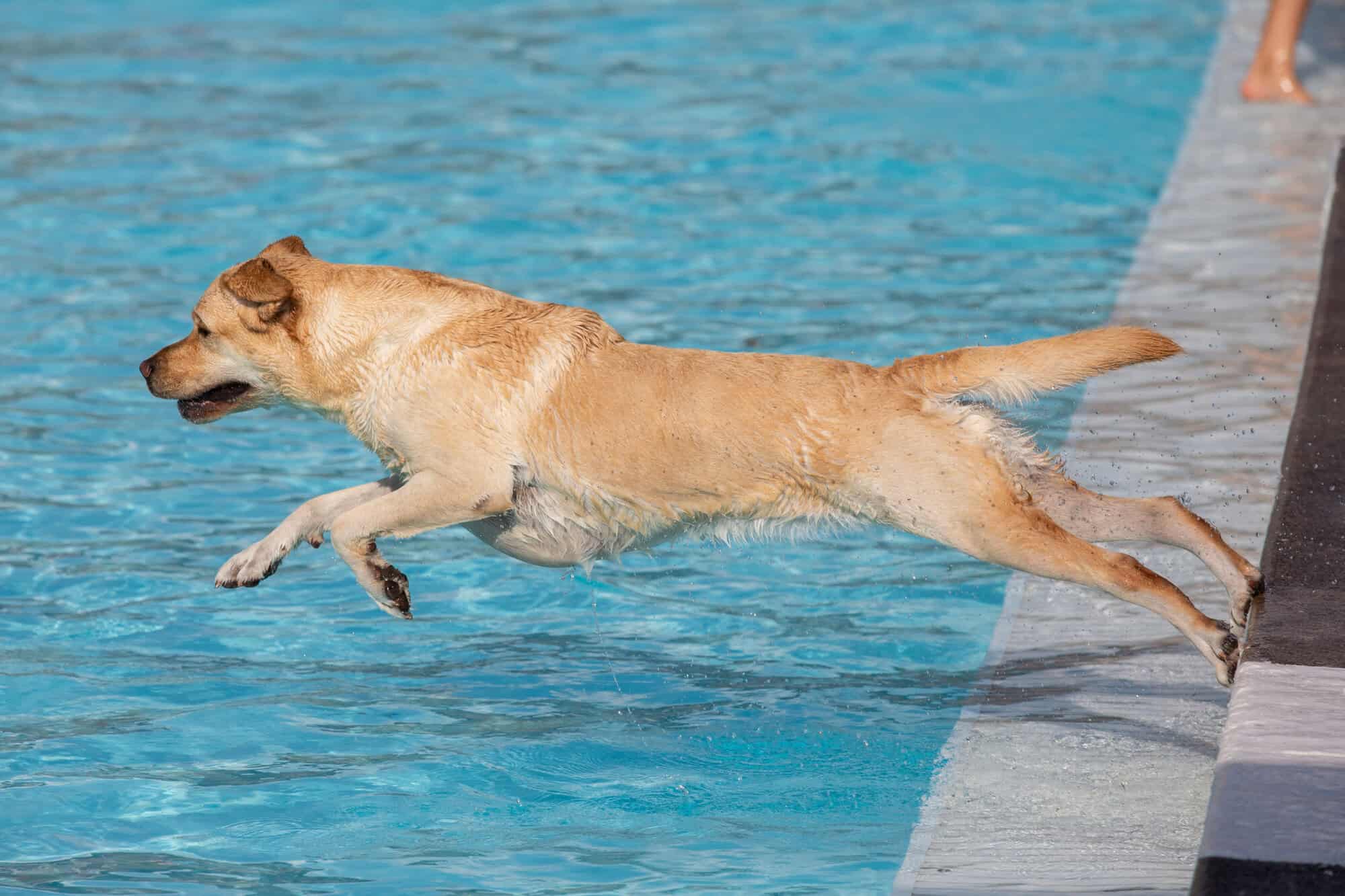 Splash into Labor Day with Pooches in the Pool Made In PGH
