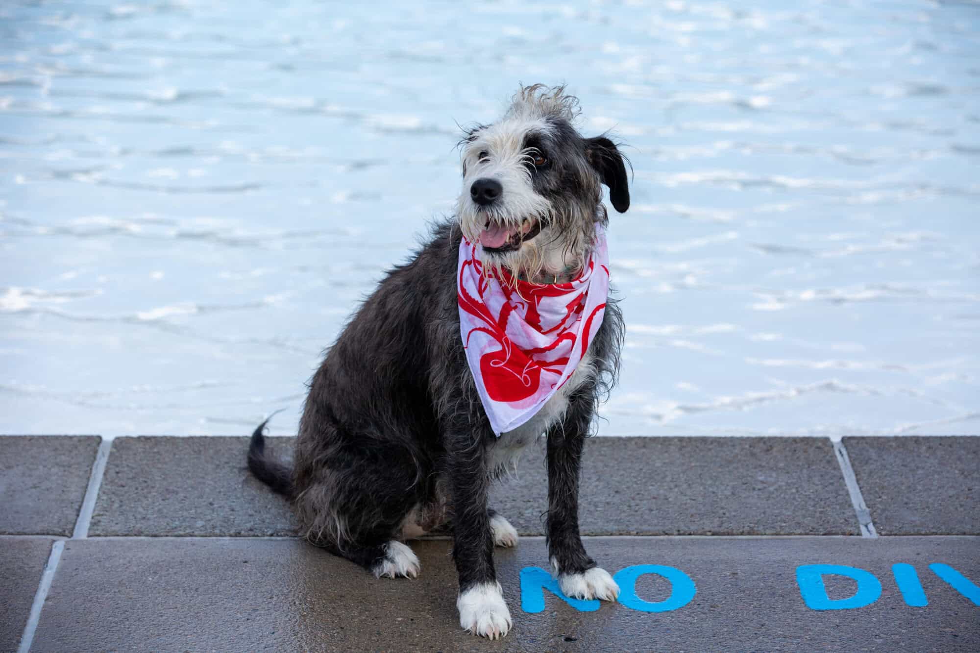 Splash into Labor Day with Pooches in the Pool Made In PGH
