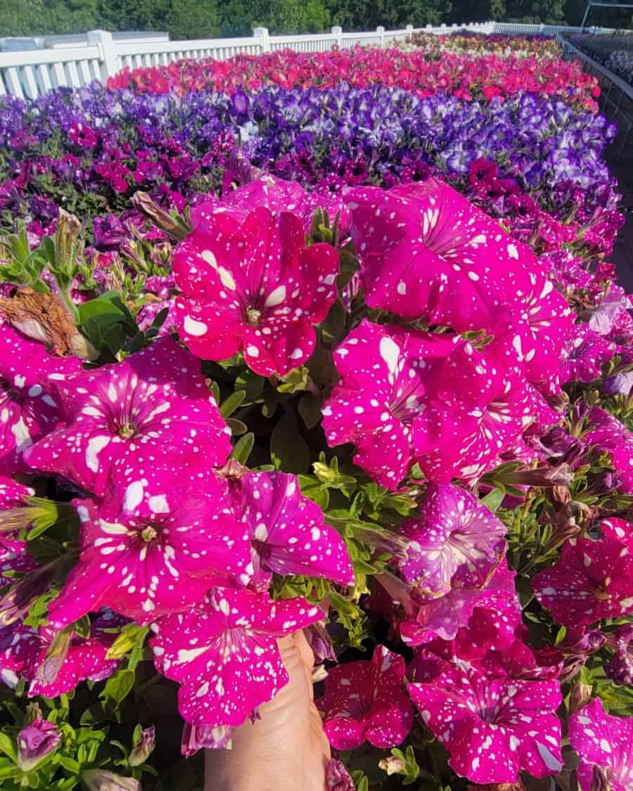 Happy Greenhouse Hunting Pittsburgh! Made In PGH