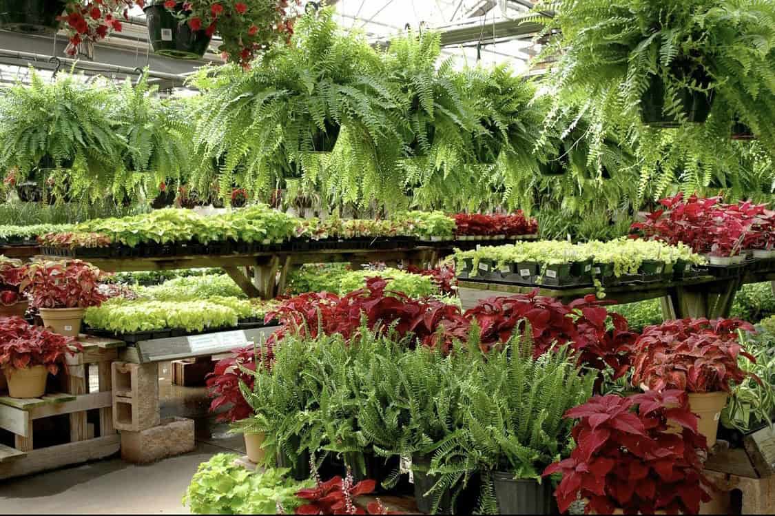 Happy Greenhouse Hunting Pittsburgh! Made In PGH