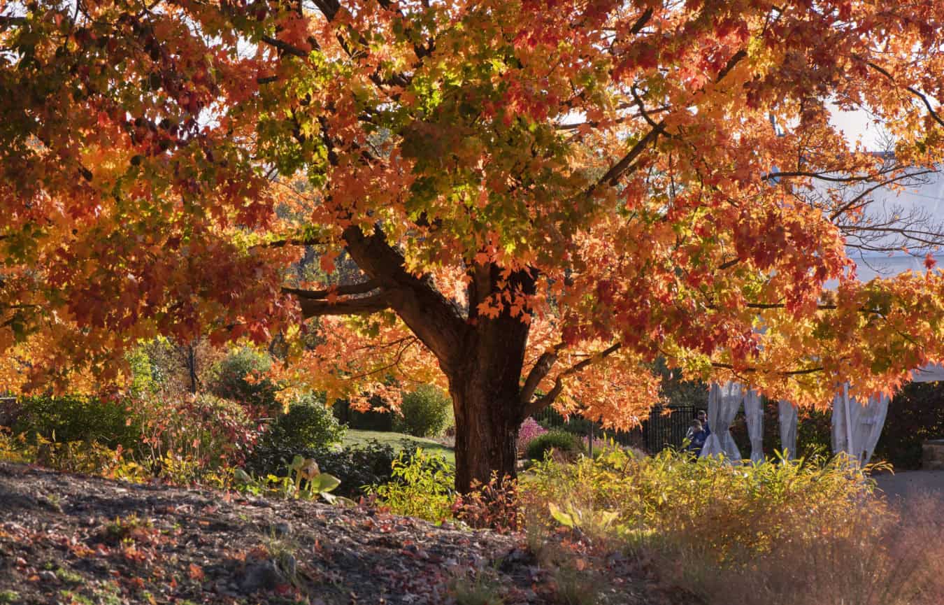 Celebrate Autumn in the Garden with Pittsburgh Botanic Garden! - Made ...