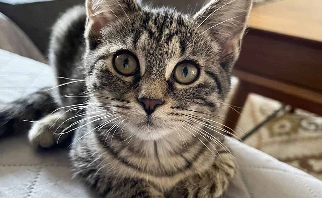 Crap Project Adopt a Cat with Trash Cat Rescue! - Made In PGH