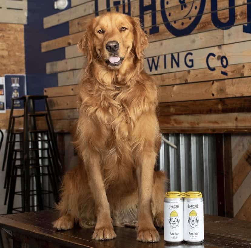 A photo of Archer the pup, a golden retriever, posing with drinks at Eleventh Hour Brewing Co.