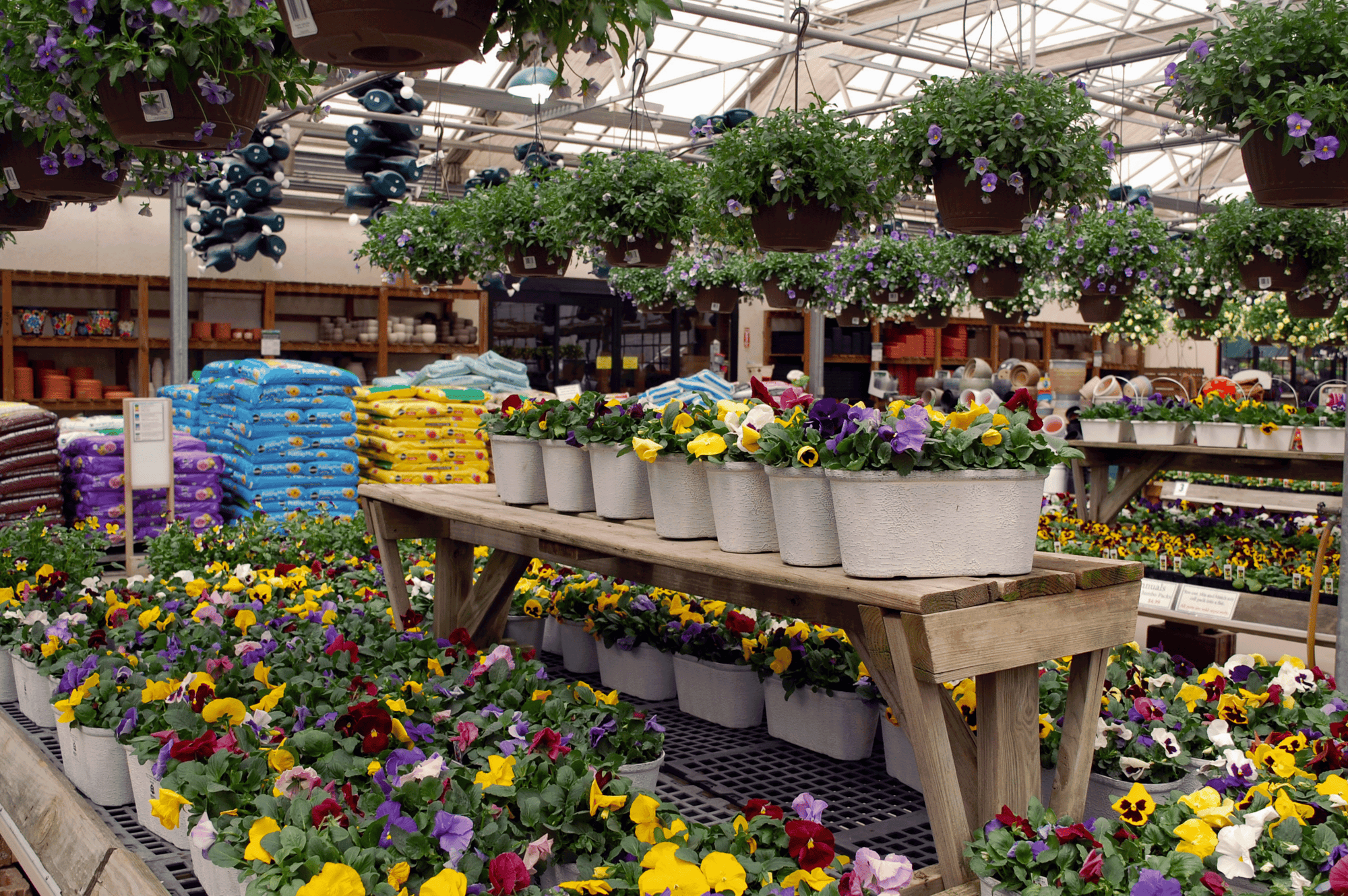 A photo of flowers in hanging baskets and metal pots at Trax Farms.
