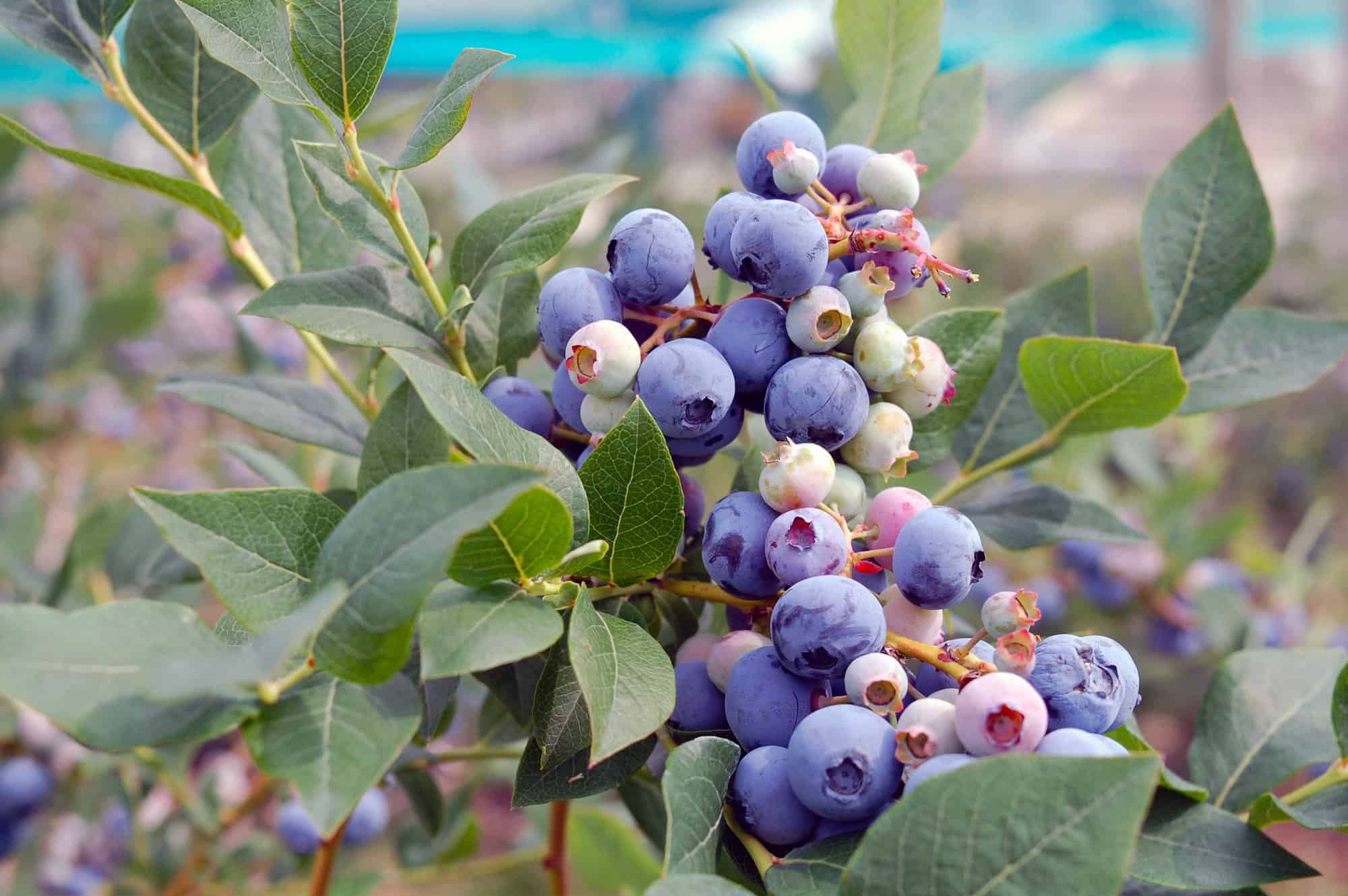 A close up photo of growing blueberries.