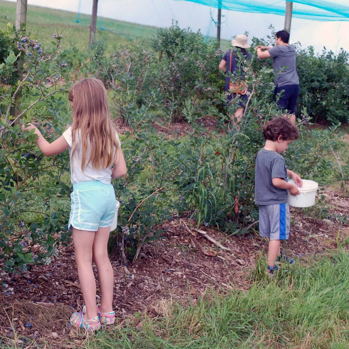 A photo of children and adults picking blueberries.