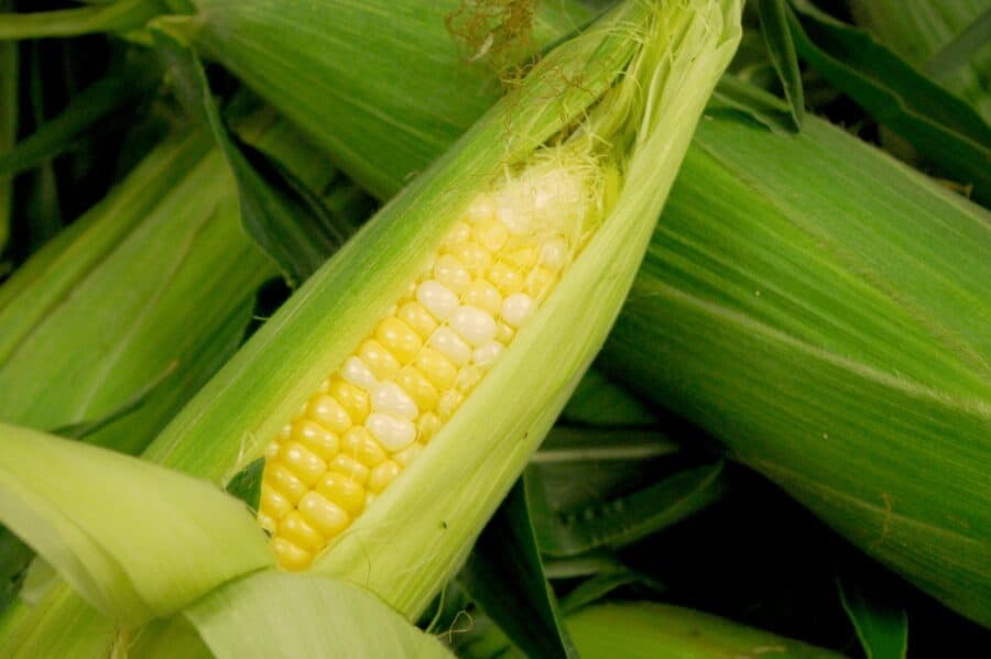 Pick Your Own Blueberries and Produce at Trax Farms! Made In PGH