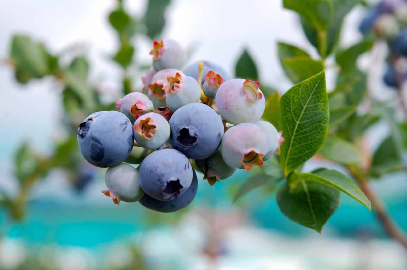 Pick Your Own Blueberries and Produce at Trax Farms! Made In PGH