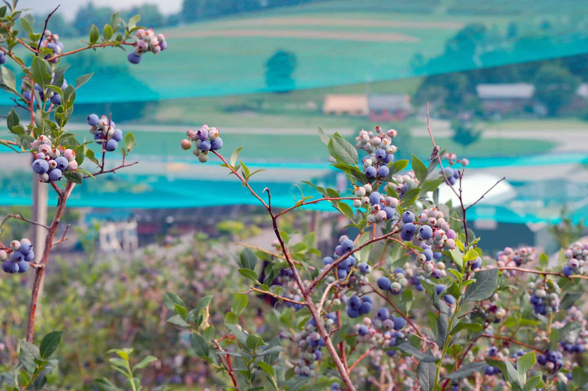 A photo of blueberries with the farm in the distant background.