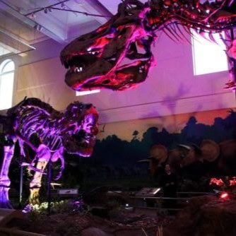 A photo of the dinosaurs at the Carnegie Museum of Natural History lit up at night.