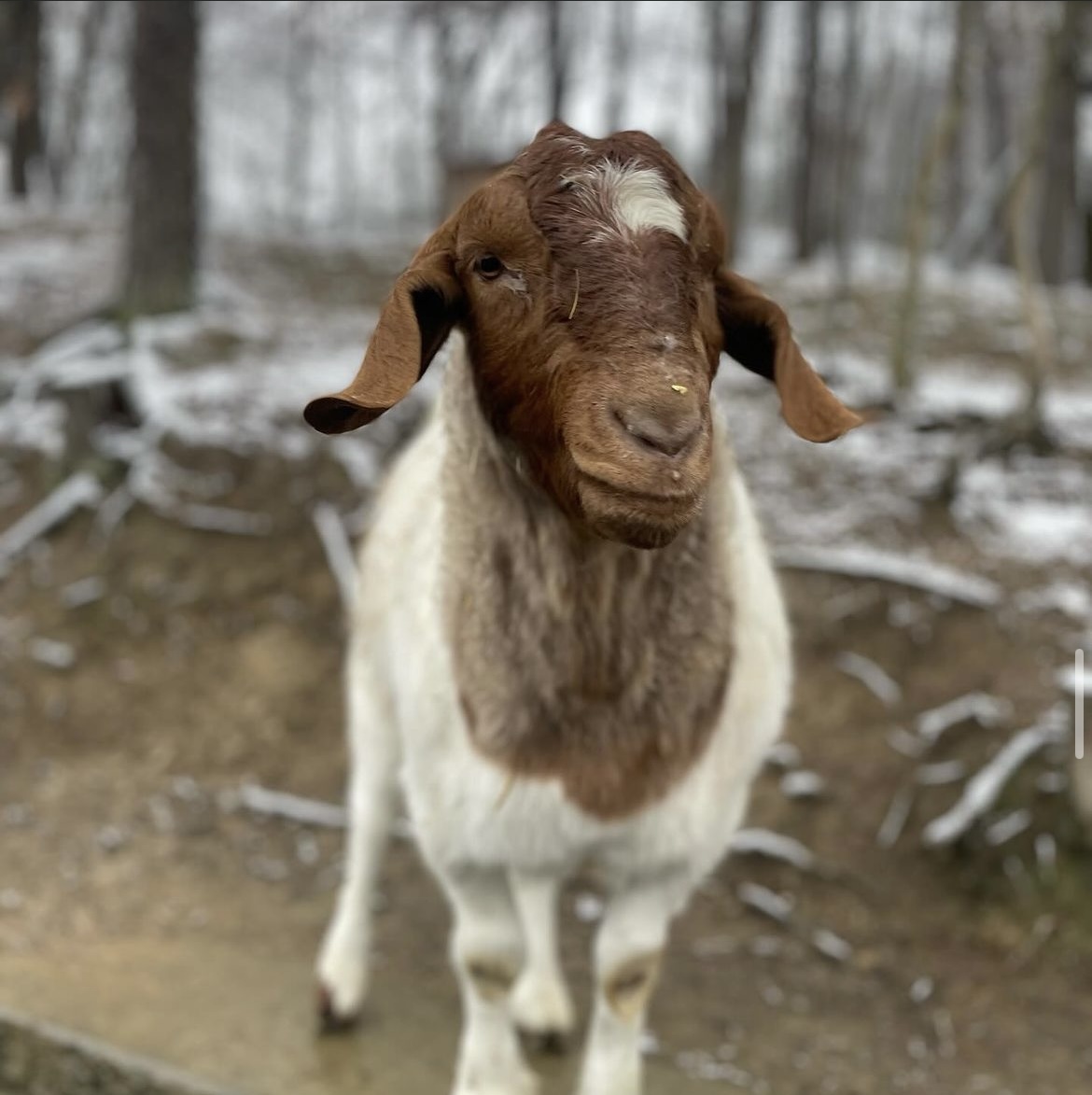 A photo of a goat at Hope Haven Farm Sanctuary, an animal sanctuary near Pittsburgh.