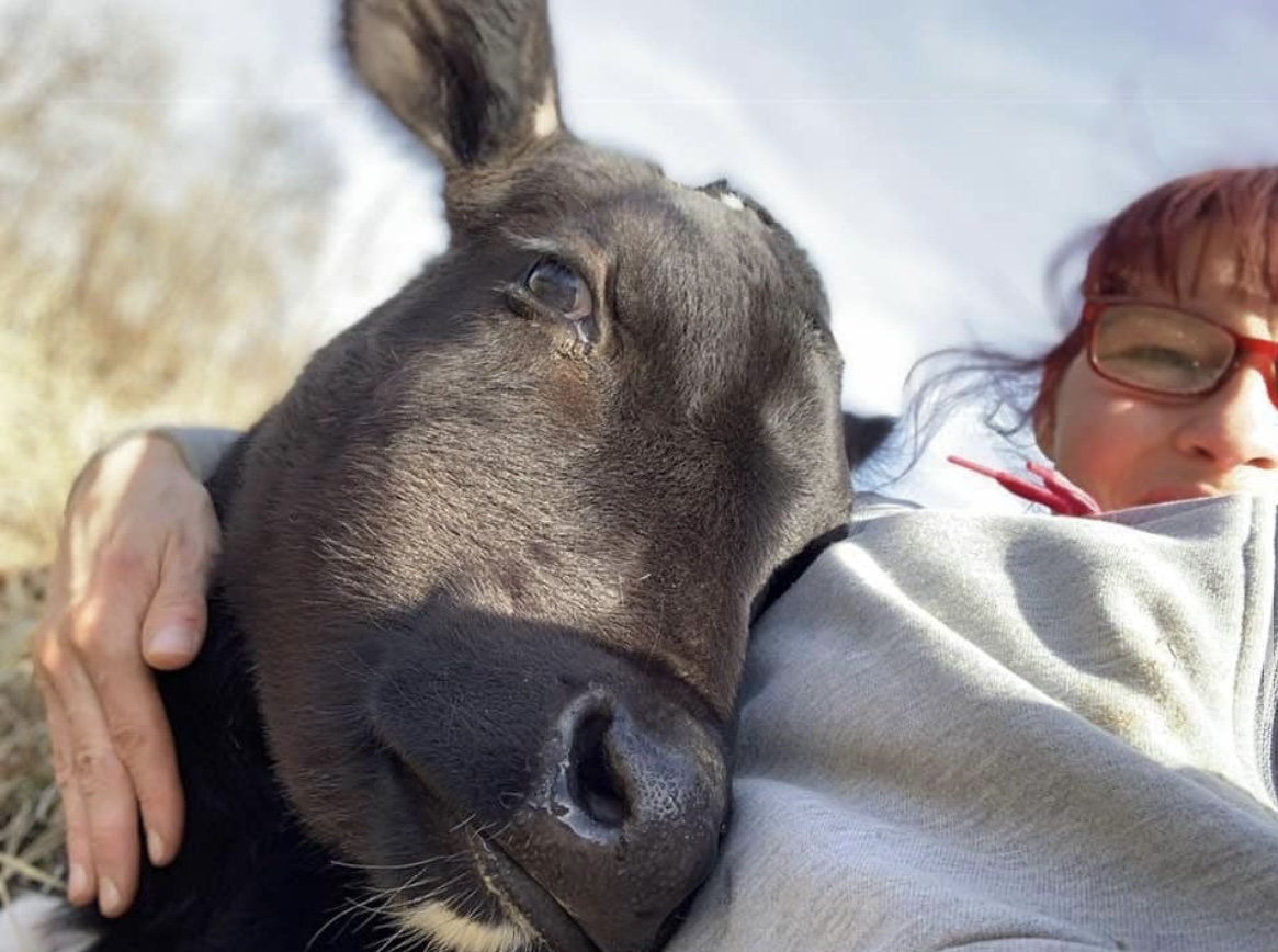 A photo of a cow cuddling with a person at Kindred Spirits Rescue ranch, an animal rescue near Pittsburgh.