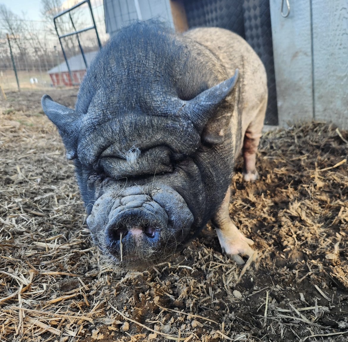 A pig at Pigsburgh Squealers Rescue, an animal rescue near Pittsburgh.