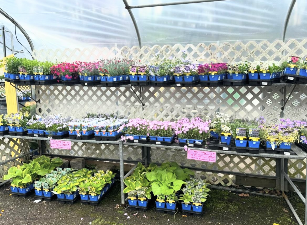 A photo of flowers and other plants available for purchase at Hahn Nursery.