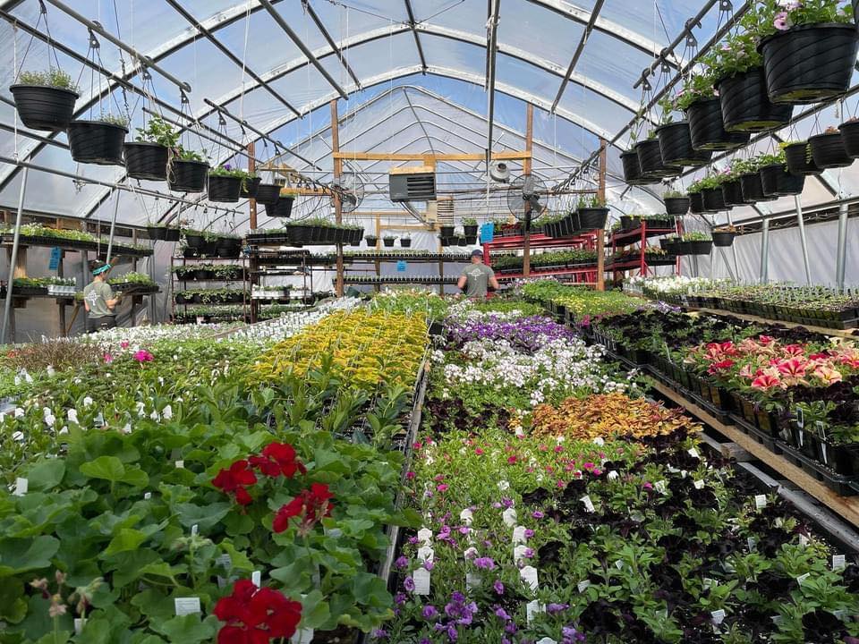 A photo of Shadyside Nursery's greenhouse full of plants like flowers.