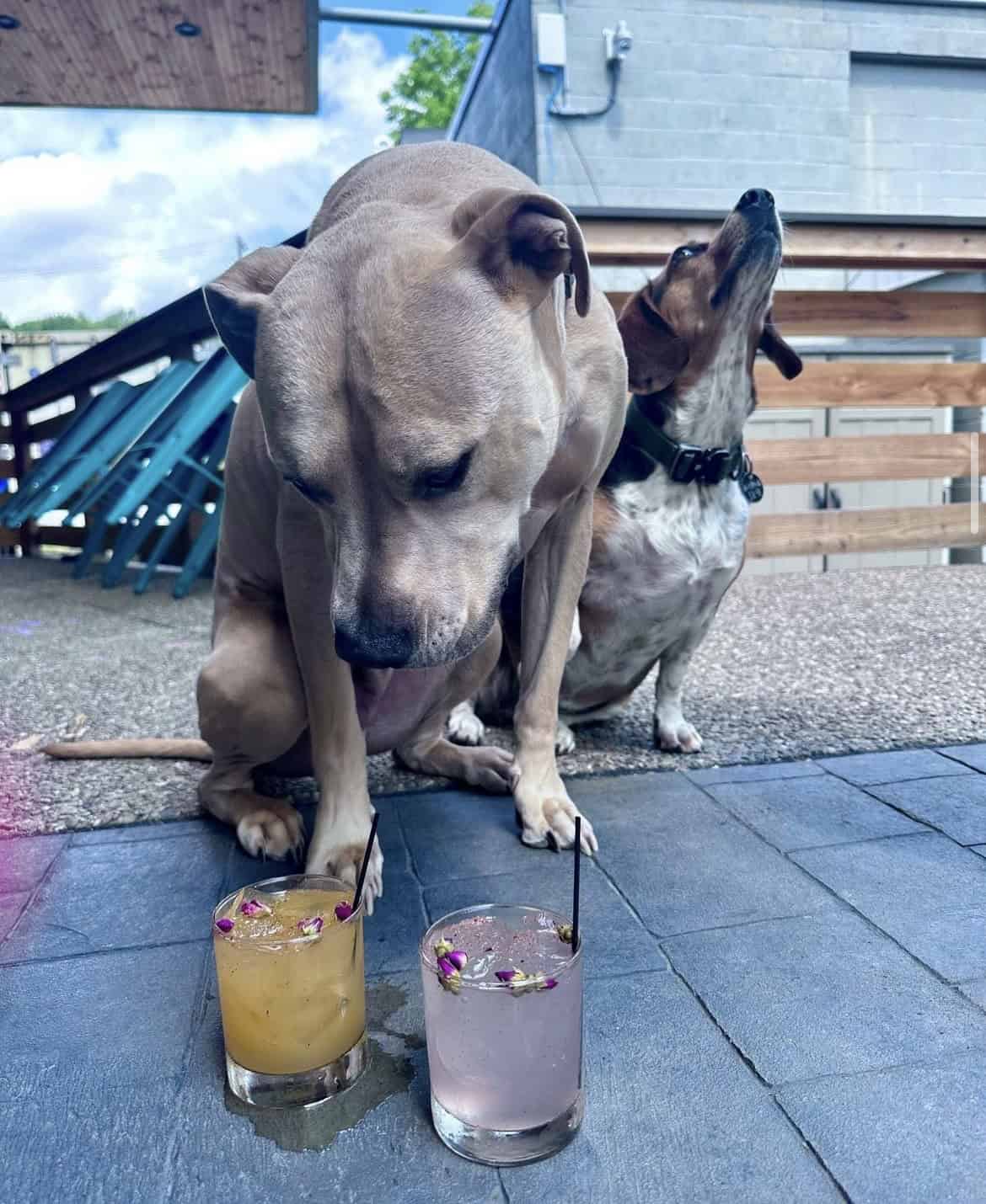 A photo of two dogs and two Dogtails at Grist House.